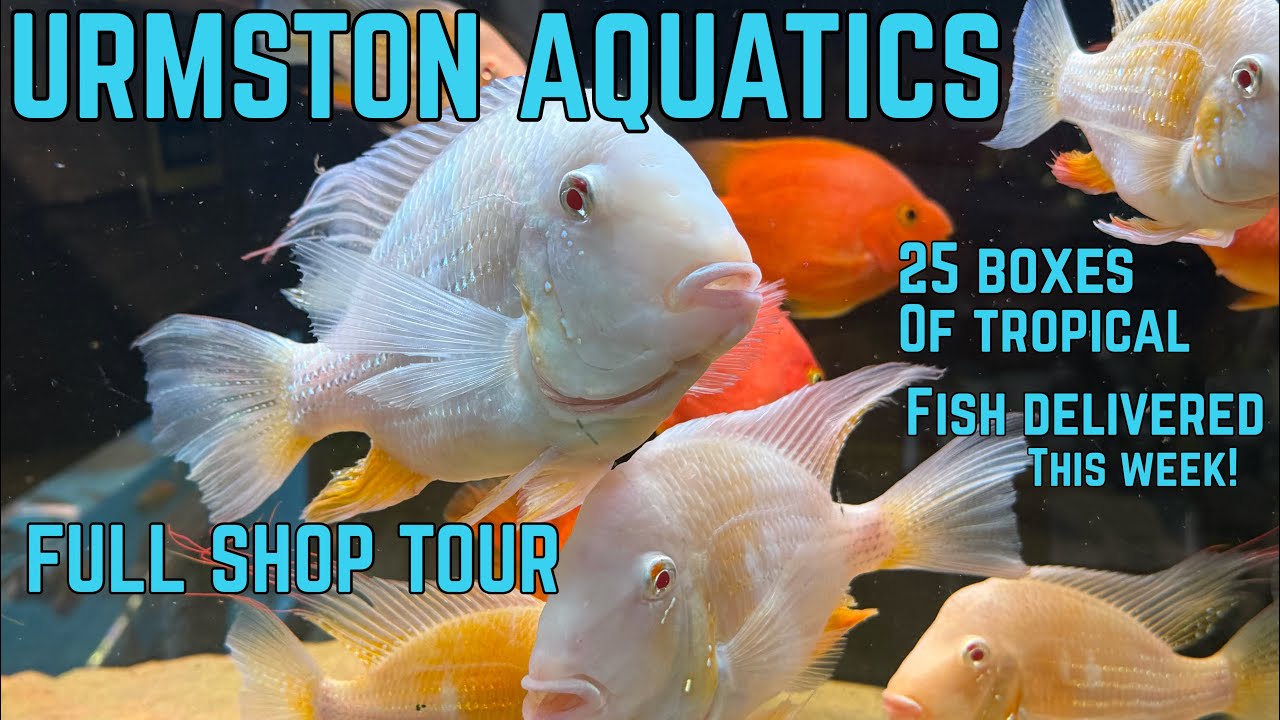 Экскурсия по залу тропических рыб в Urmston Aquatics
