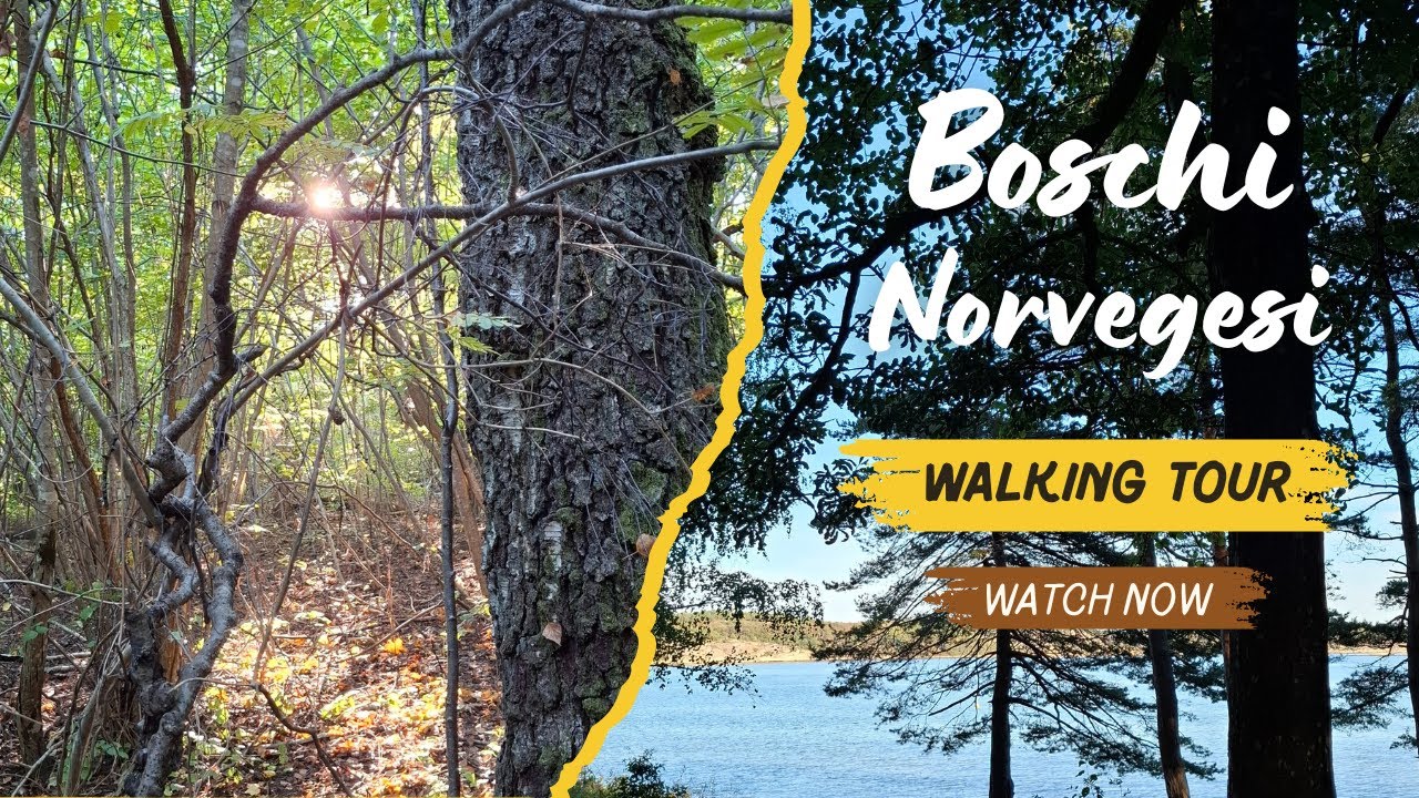 Walking tour bosco in Norvegia 
