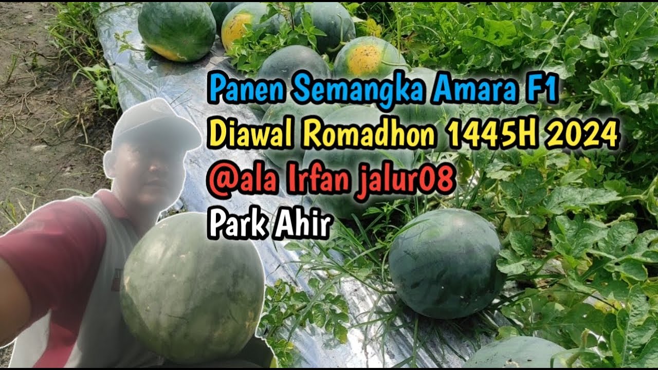 Panen Semangka Amara F1 Diawal Romadhon 1445H 2024 @ala Irfan jalur08 Park Ahir