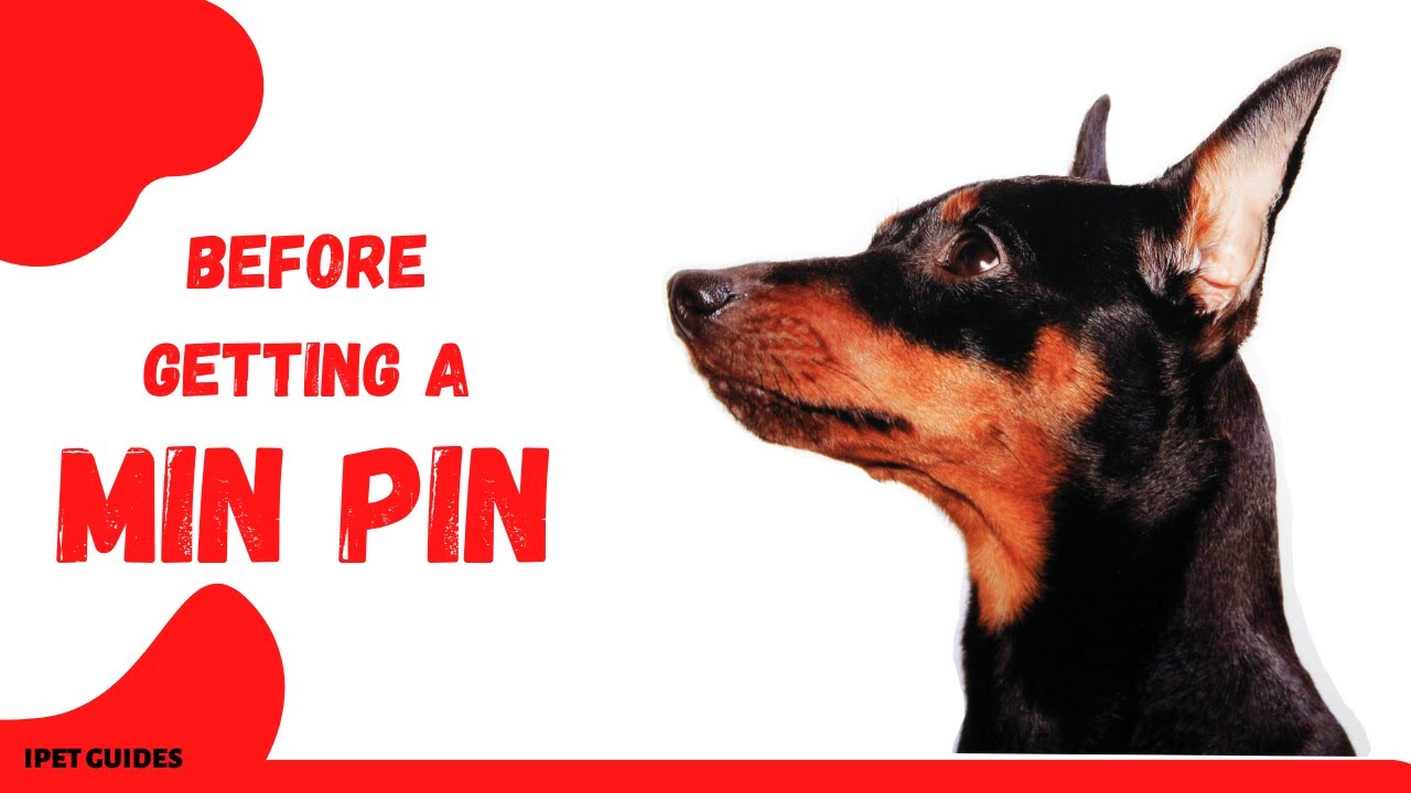 Miniature Pinschers: Things To Know Before Getting This Breed