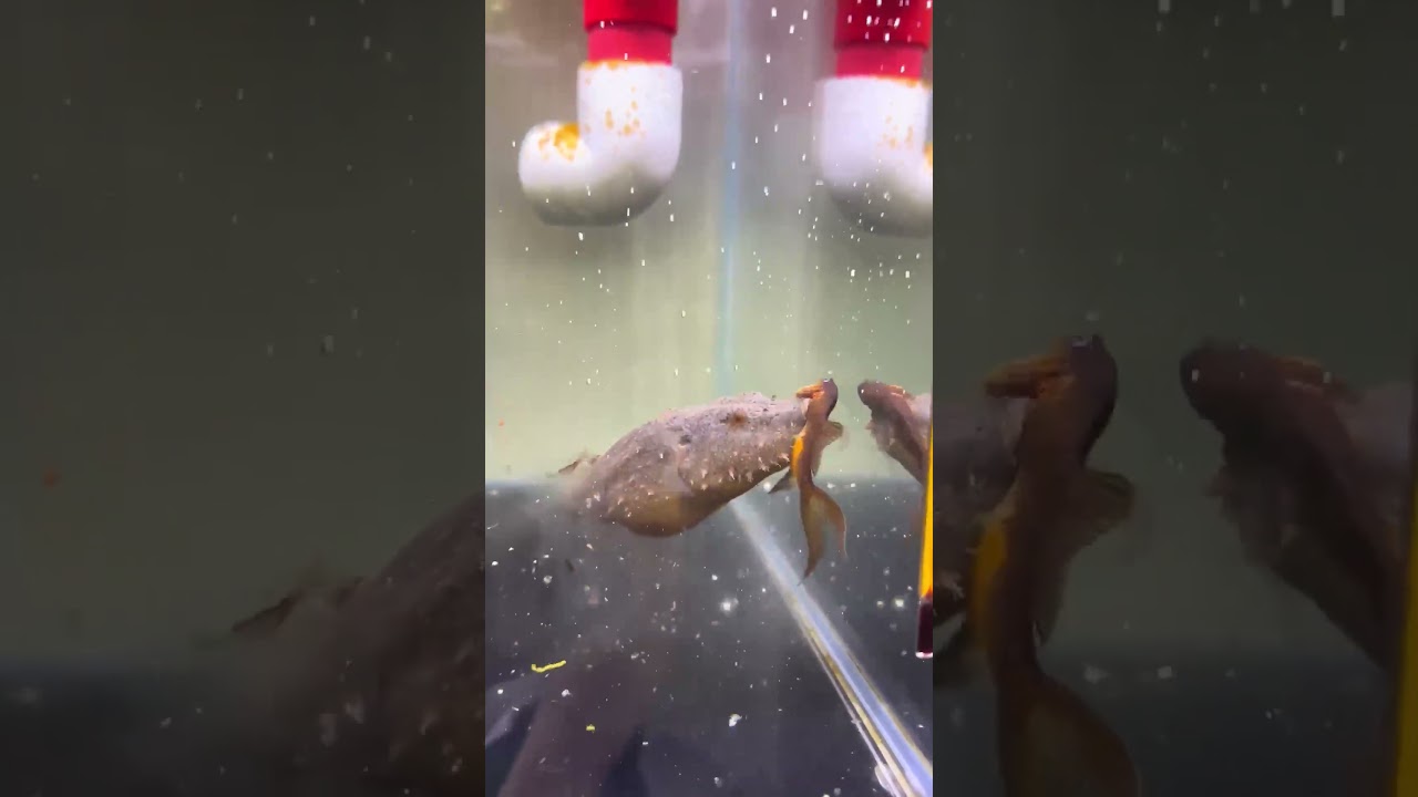 The puffer fish ate my fish