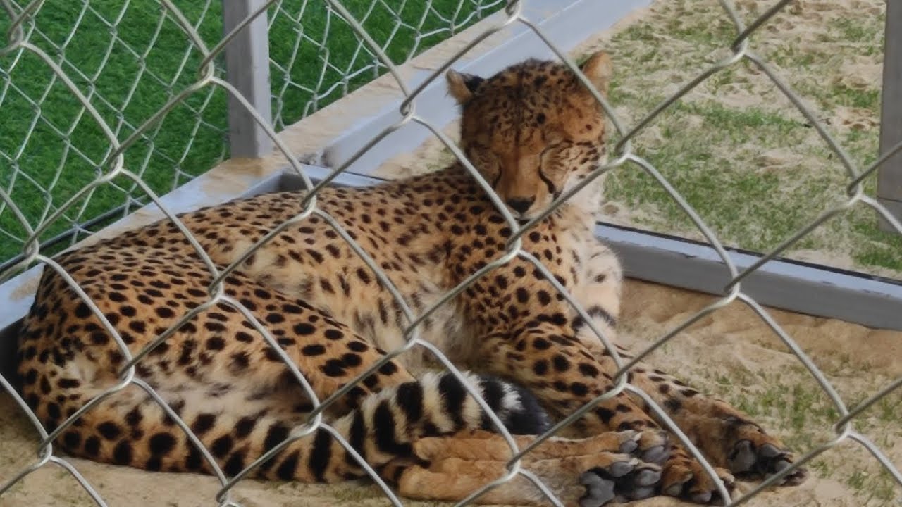 Qatar zoo, (wild animals) 