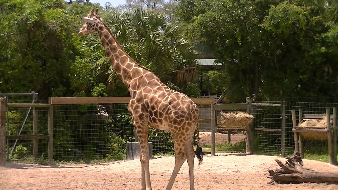Giraffe's, Zebra's and Elephants's at Lowry Park Zoo