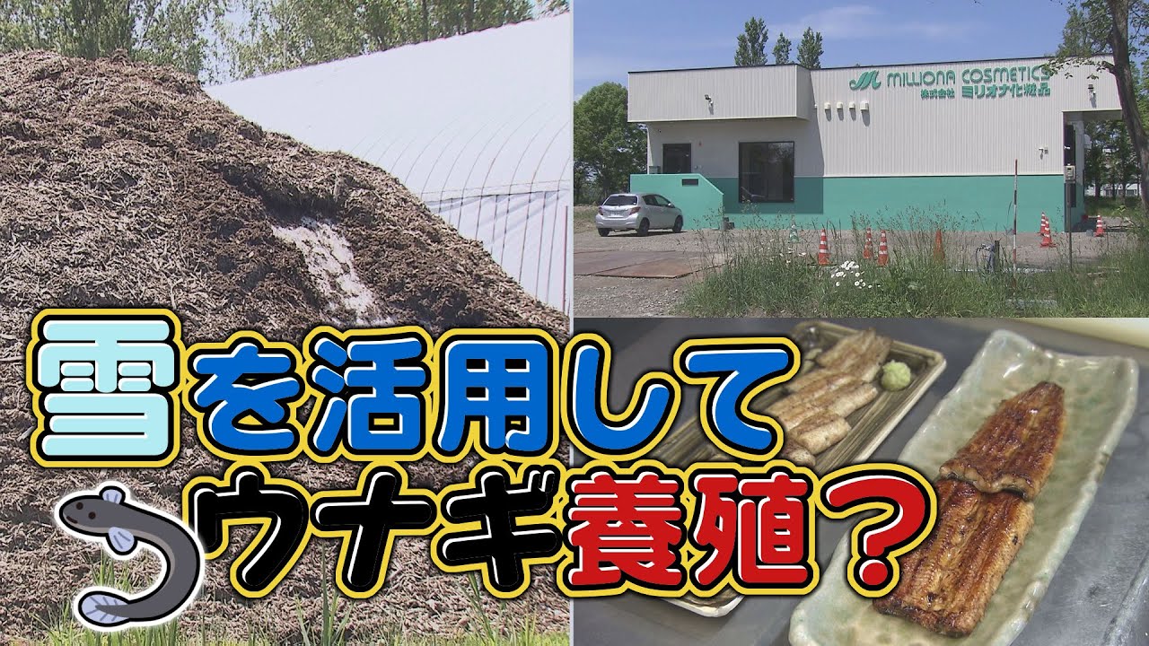美唄の雪で二ホンウナギの養殖！？初出荷に向けてスクスク（７月４日放送）