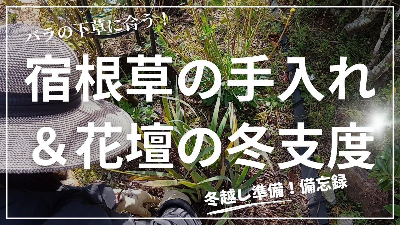 宿根草花壇の冬支度！バラに合うおすすめの宿根草も紹介