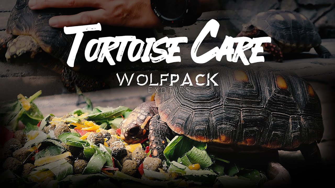 THE REDFOOT TORTOISE CARE | Wolfpack Exotics