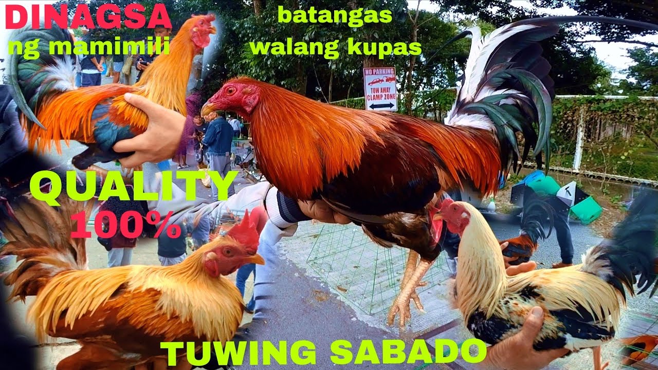 Bintahan ng manok panabong sa lipa batangas tuwing araw ng sabado ang bintahan #Janztv 