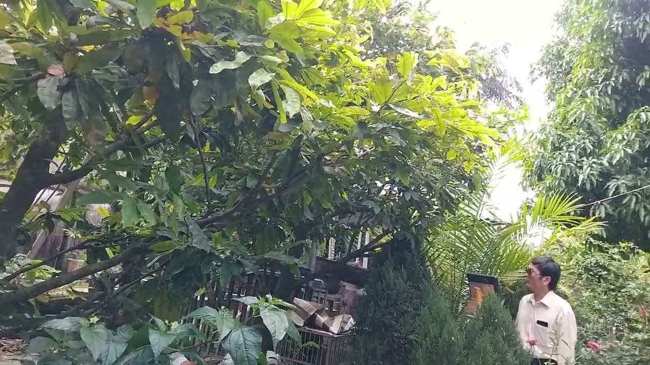 Đường Trần Lá Đổ | Sáng tác: Duy Khánh | Tuyệt phẩm của 2 Thanh kẹo kéo