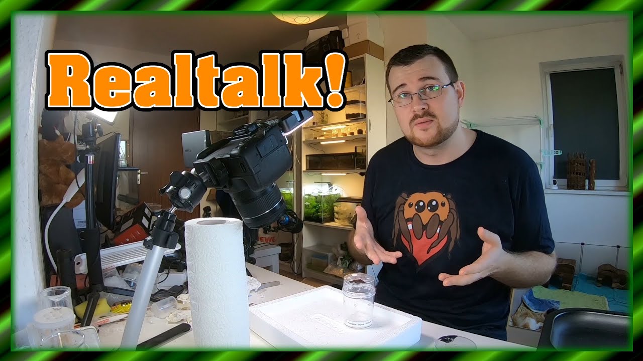 Phidippus regius | and Friends - Jetzt mal realtalk!