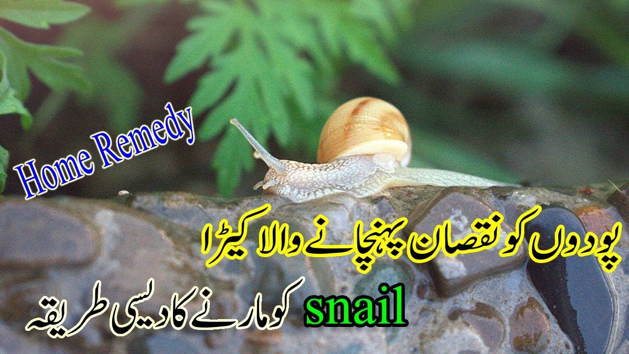 How To Kill Snail Organically | No Chemical No Pesticide Needed | Home Remedy