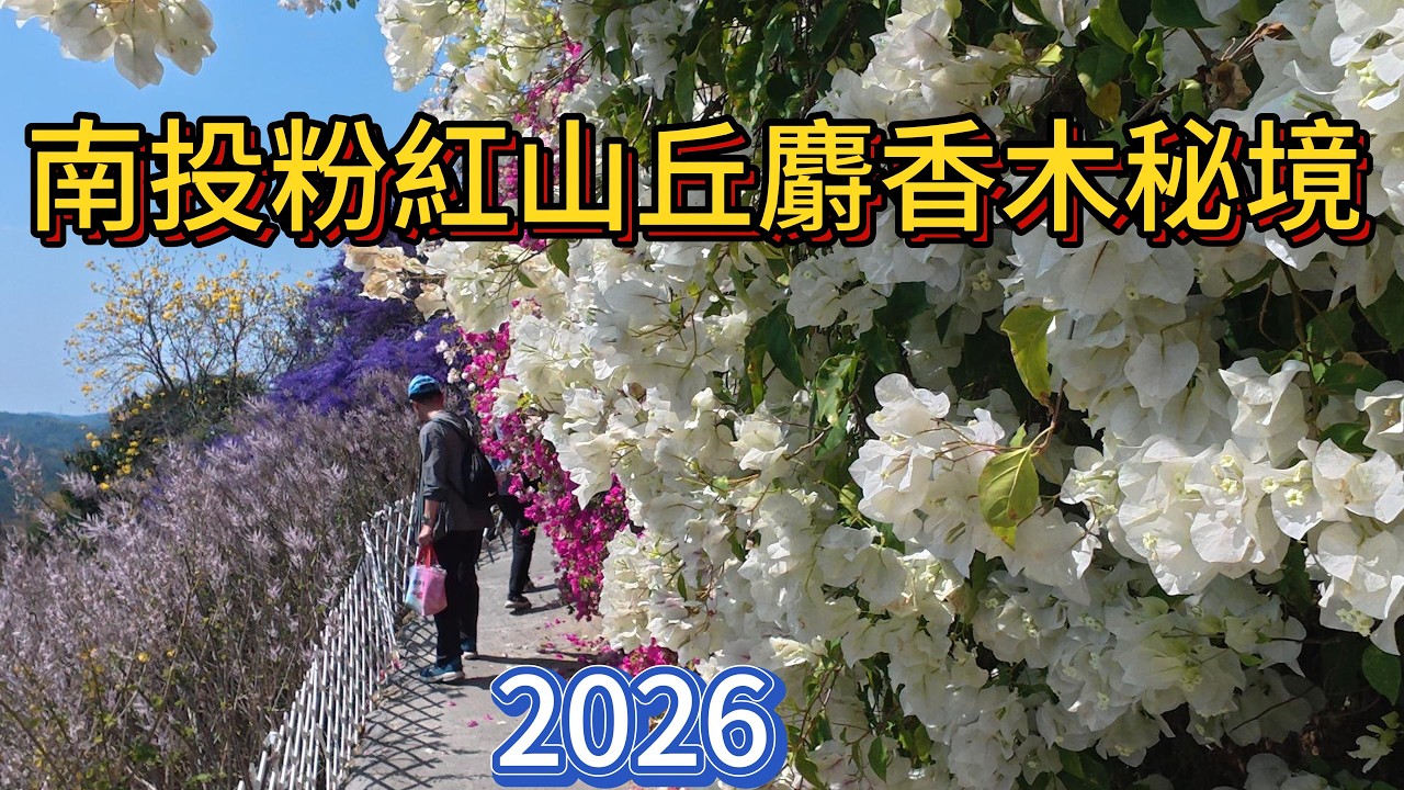 2月24日粉紅山丘麝香木秘境