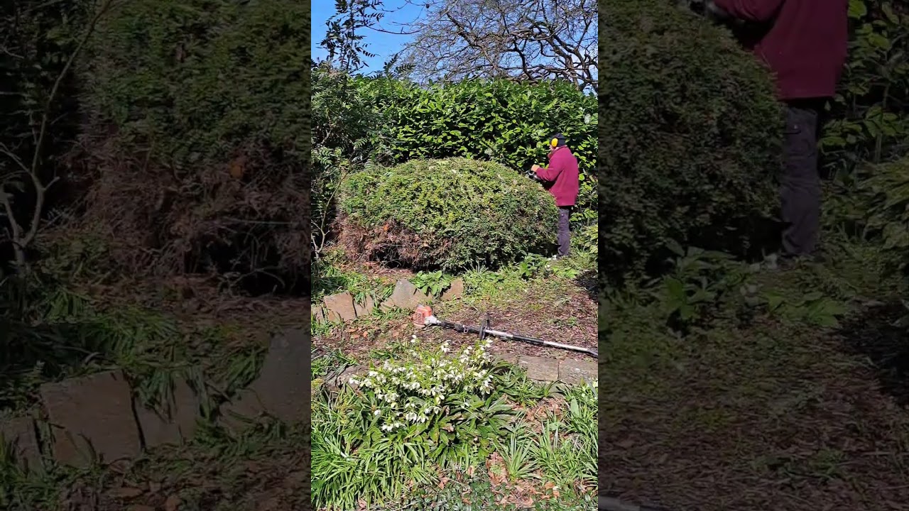 Hedge cutting #stihl #hedgecutting #pruning #gardening #garden #gardendesign