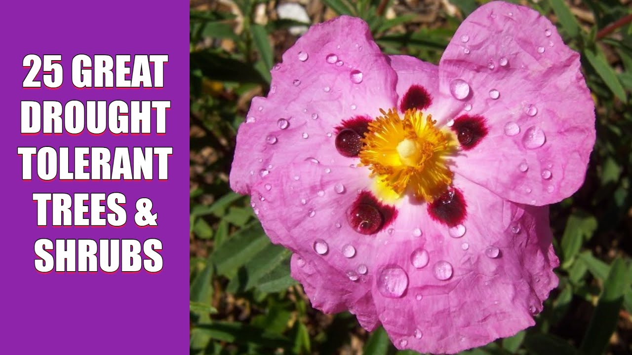 25 Great Drought Tolerant Trees and Shrubs