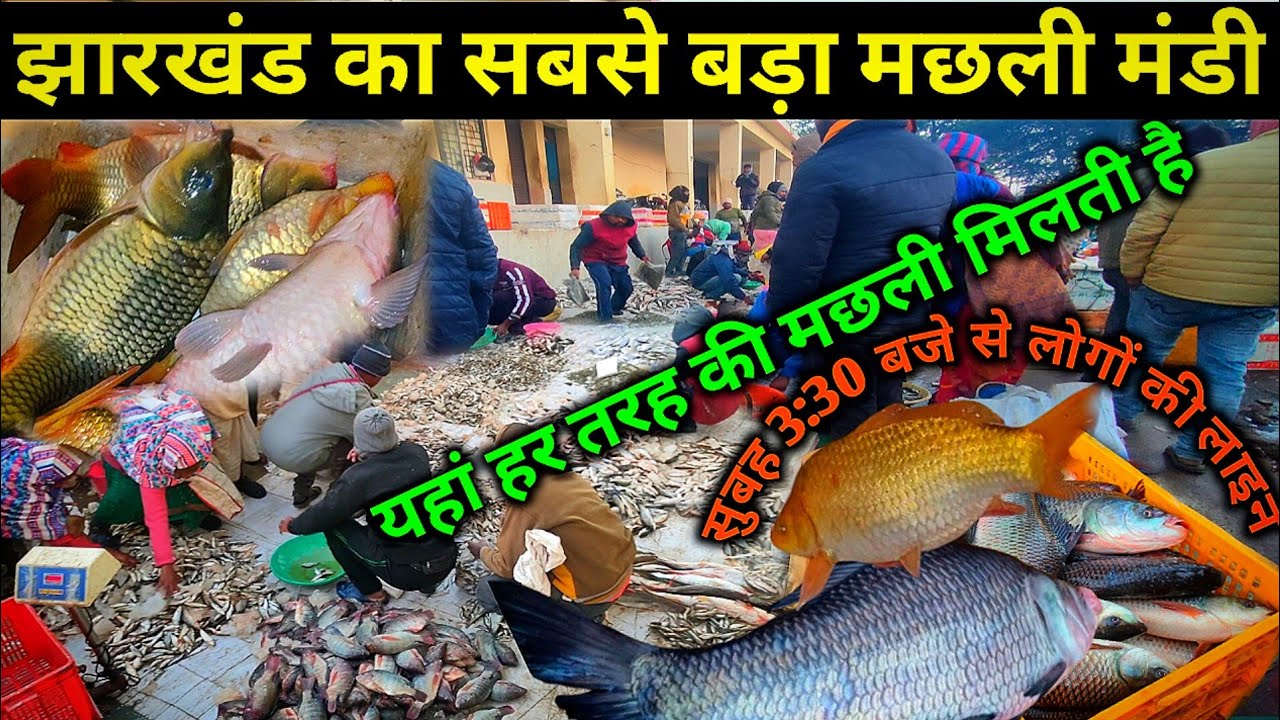 झारखंड का सबसे बड़ा मछली मंडी | Jharkhand's largest wholesale fish market |Dhurwa Fish market Ranchi