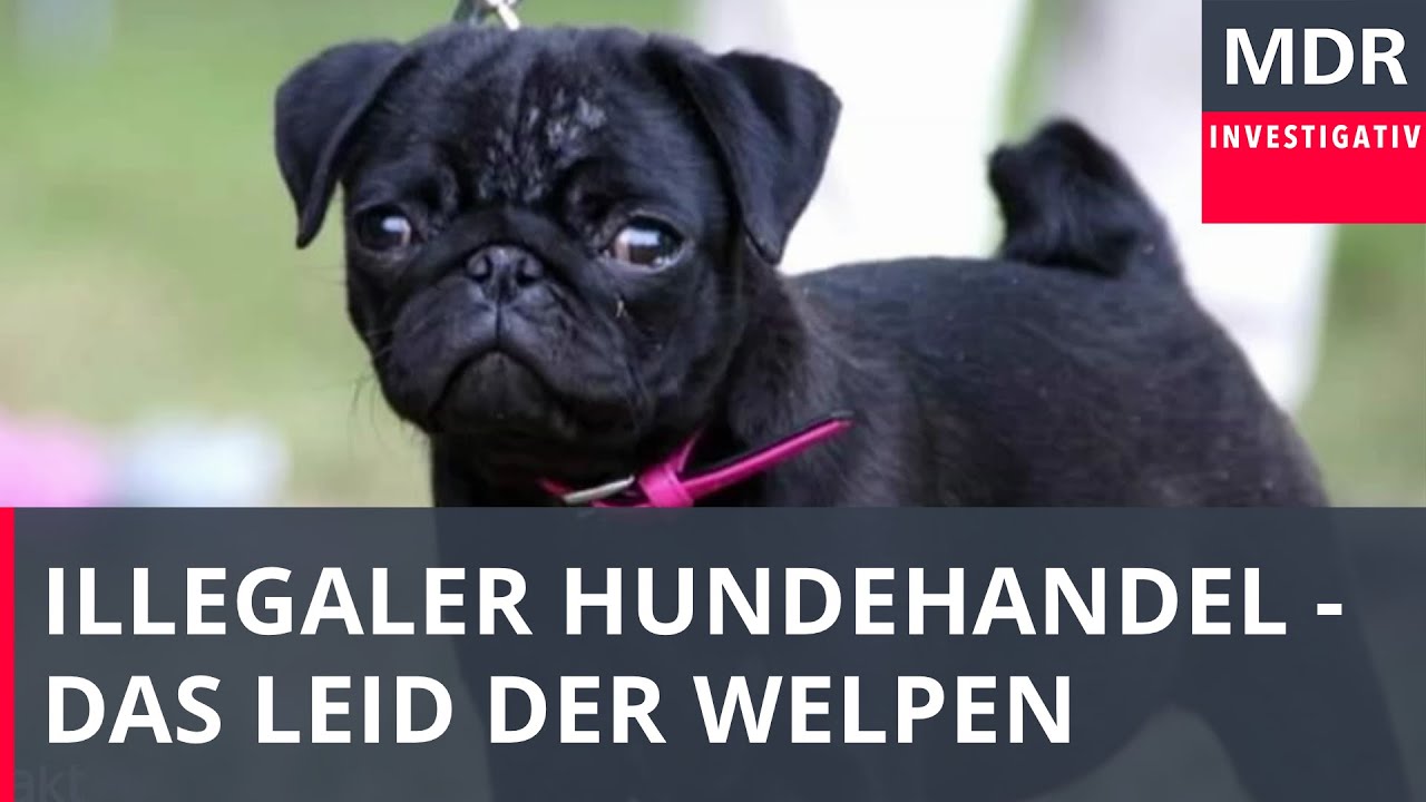 Das Leid der Welpen - Wie kleine Hunde verschachert werden | Doku