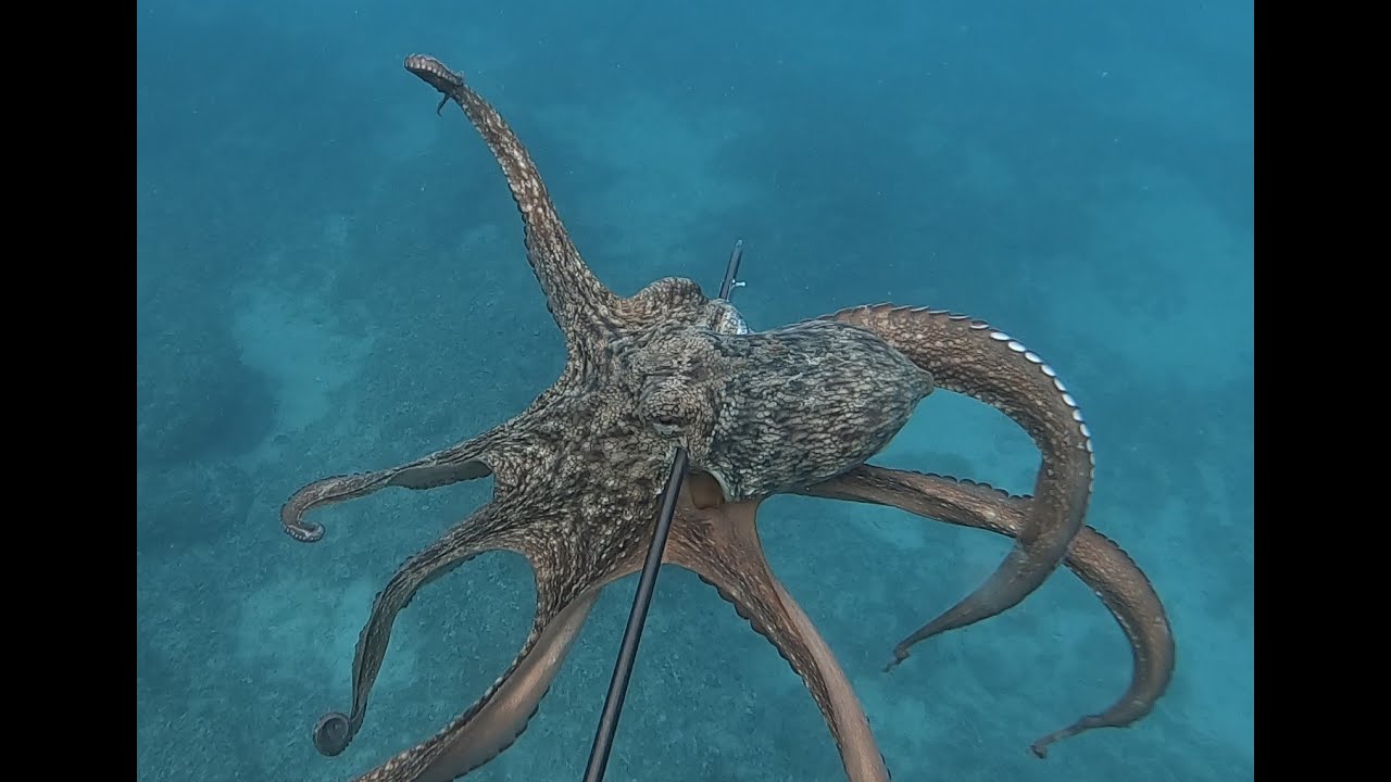 Spearfishing-10/2022
