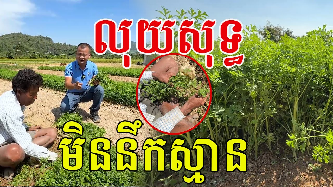 លុយសុទ្ធ មិននឹកស្មានសោះ ត្រូវប៉ាន់មែន