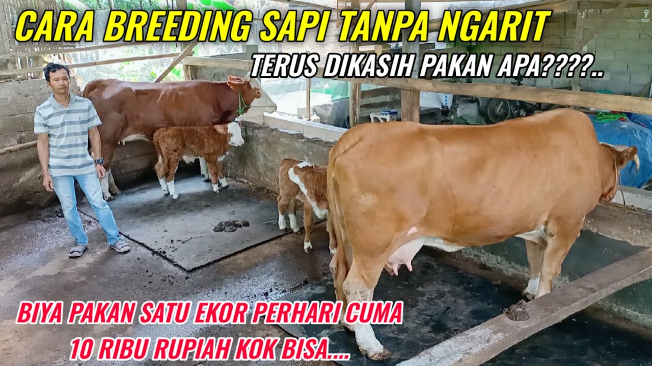 Konsep Breeding Tanpa Ngarit Biaya Pakan Cuma 10 Ribu Satu Ekor/Hari Auto Untung Banyak....