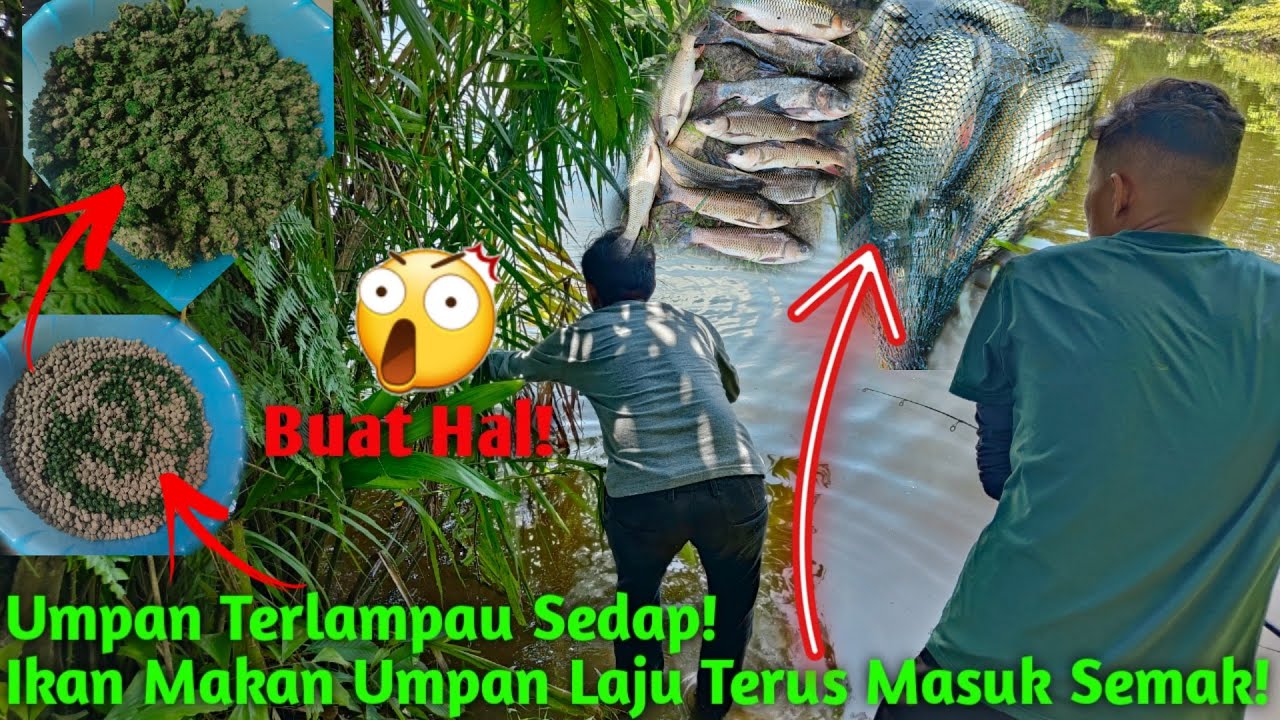 Umpan Ni Menjadi Teruk ! Pandan Viral !Dedak lama Campur Pandan Memamg SURRRR,  Strike Bertubi2,