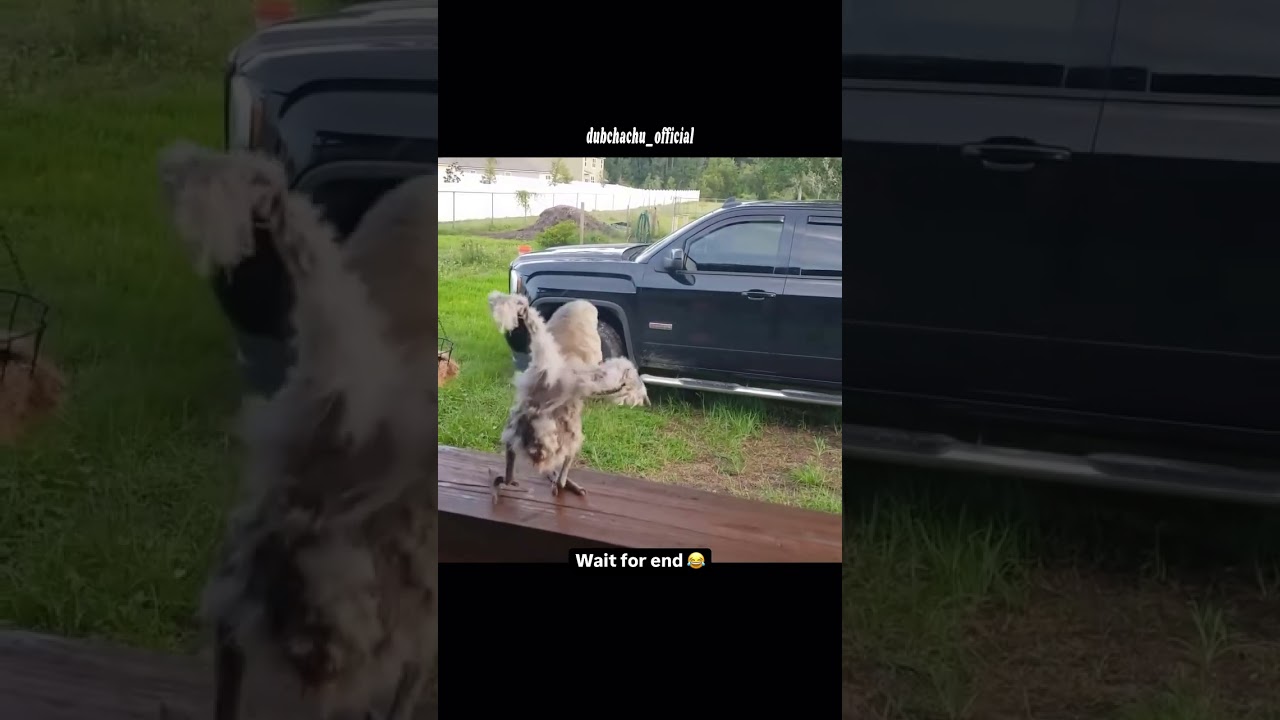 Dub Chachu Official, Cold 🥶🥶