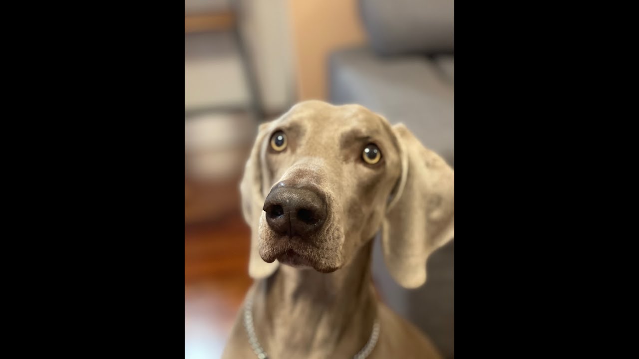 protesi d'anca nel cane