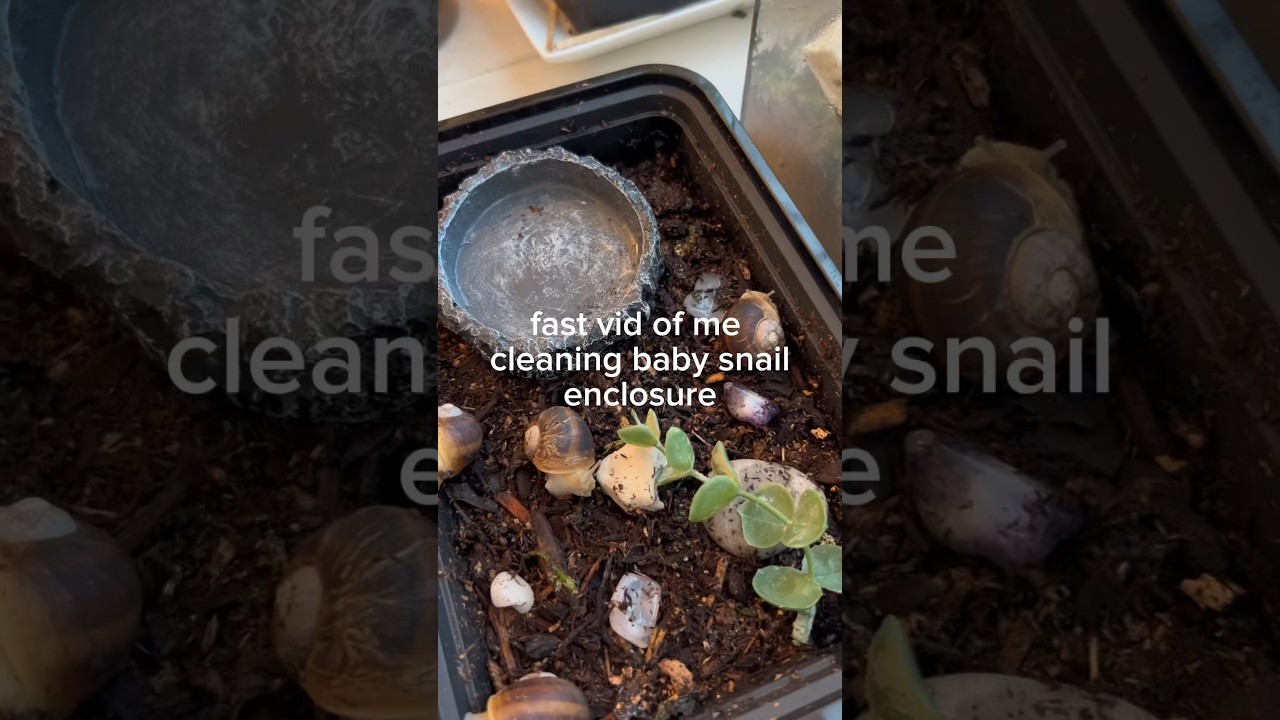 cleaning my baby snail enclosure! 