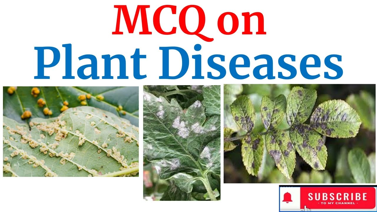 MCQ on Plant Diseases #new #science #competitiveexams #gs #generalscience #plant diseases #mcq #mcqs