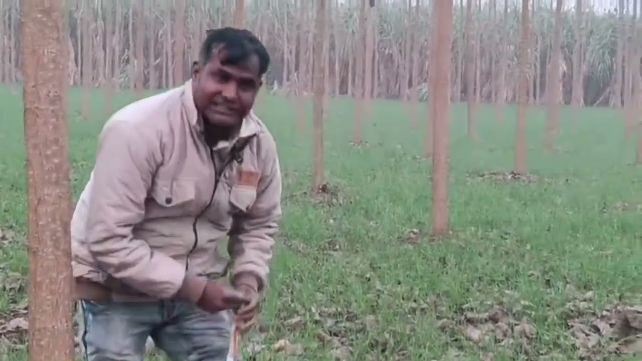 पॉपुलर की दूरी 12×12 या 14×14 कौन सी सही रहेगी..#popularpost #popular #viralvideo #farming 