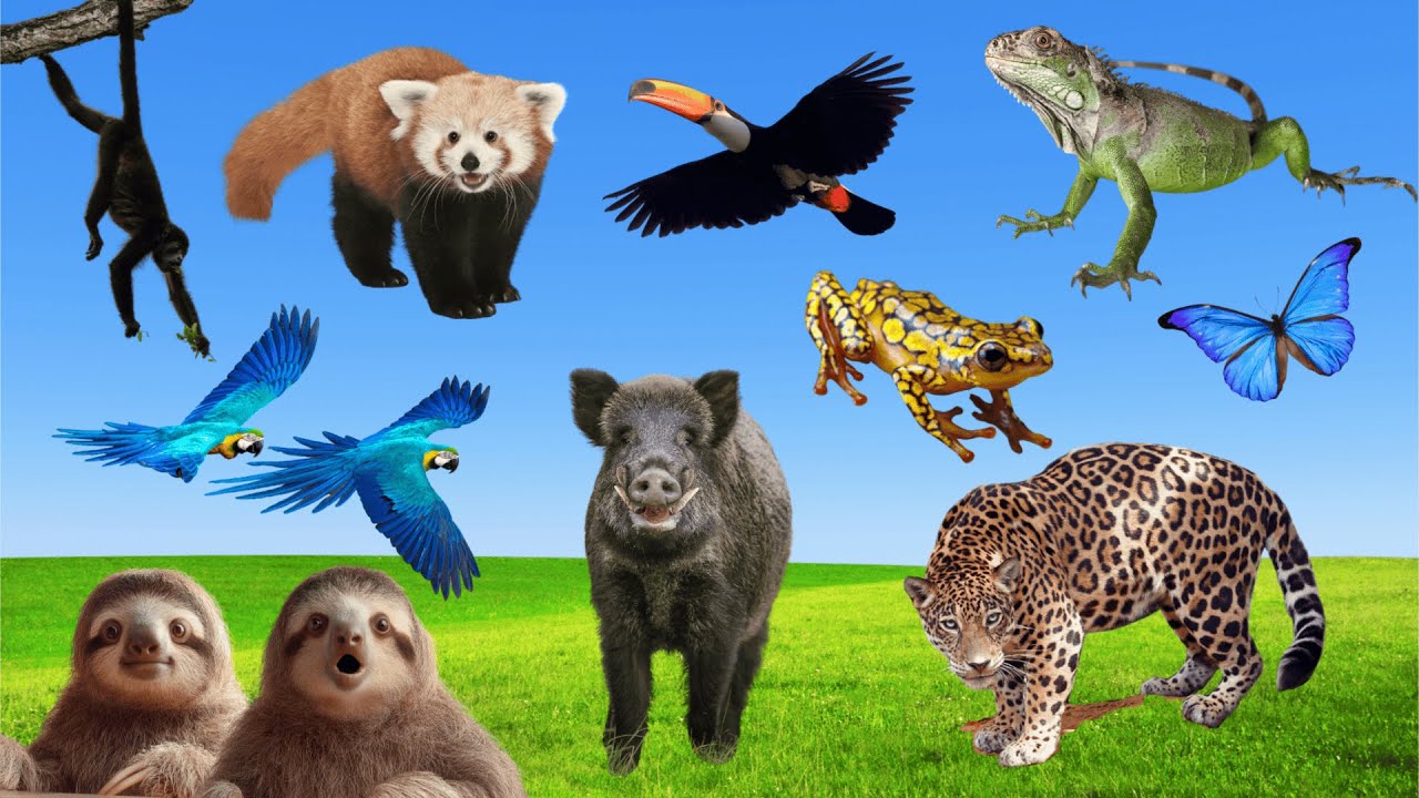 Jungle Animals: Red Panda, Poison Frog, Wild Boar, Giant Butterfly, Toucan | Animal Life On Earth