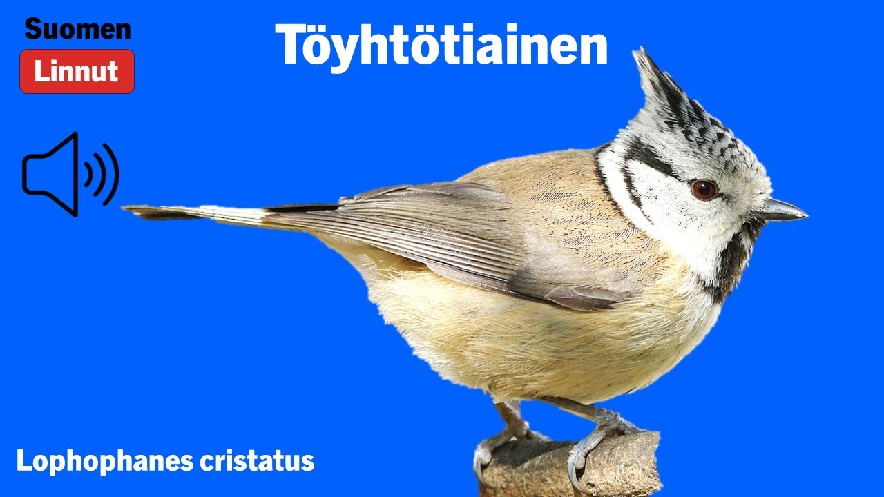 T&ouml;yht&ouml;tiainen - Lophophanes cristatus - Crested Tit - tofsmes - LOPCRI