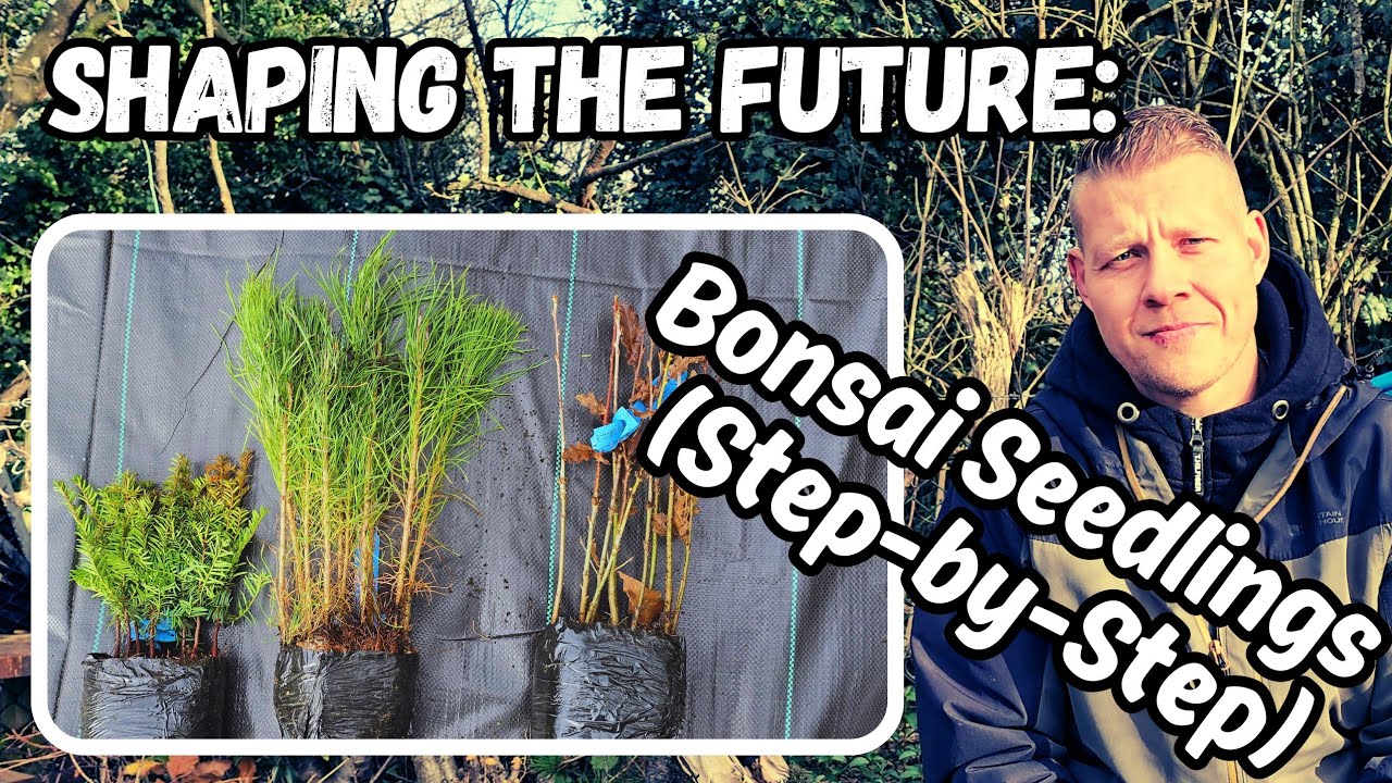 Shaping The Future: Bonsai Seedlings Step-By-Step