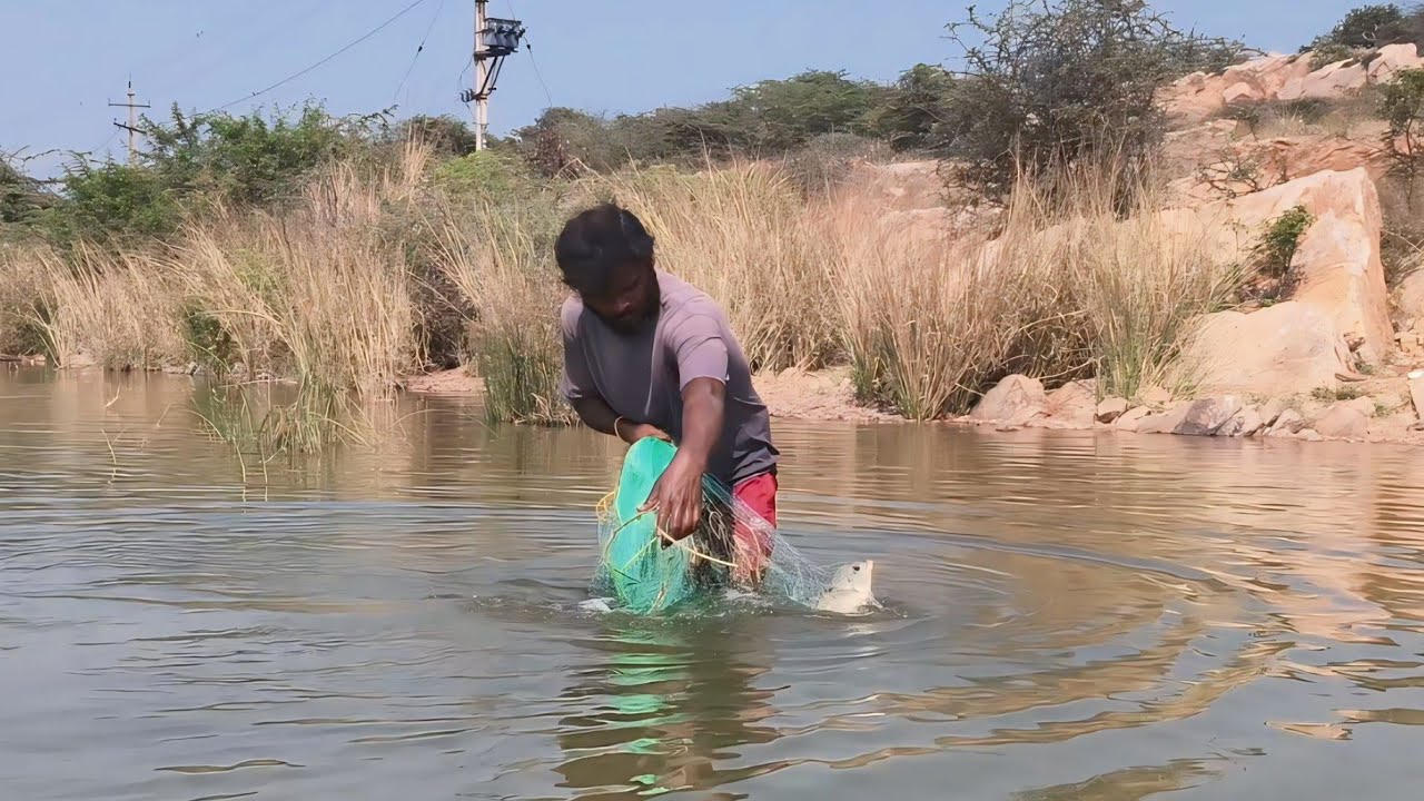 Kanigiri Cheruvu Big Tilapia Catch Begins | Part 1 😱