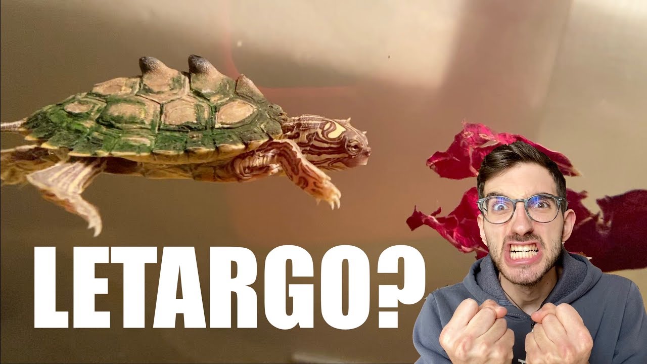 La tua TARTARUGA d'Acqua Dolce STA MALE, NON E' IN LETARGO!