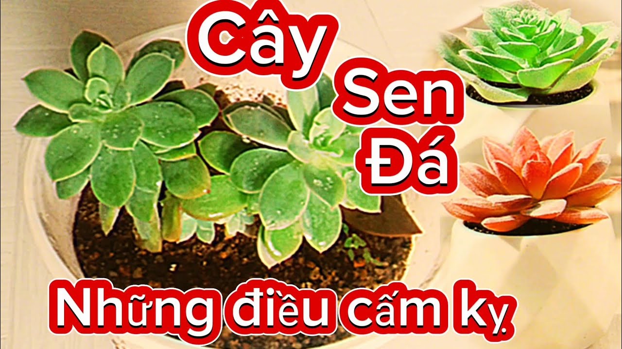 Có nên Trồng Cây Sen Đá Trong Nhà - Tránh Những Sai lầm Nếu Không Muốn Hại Phong Thủy.