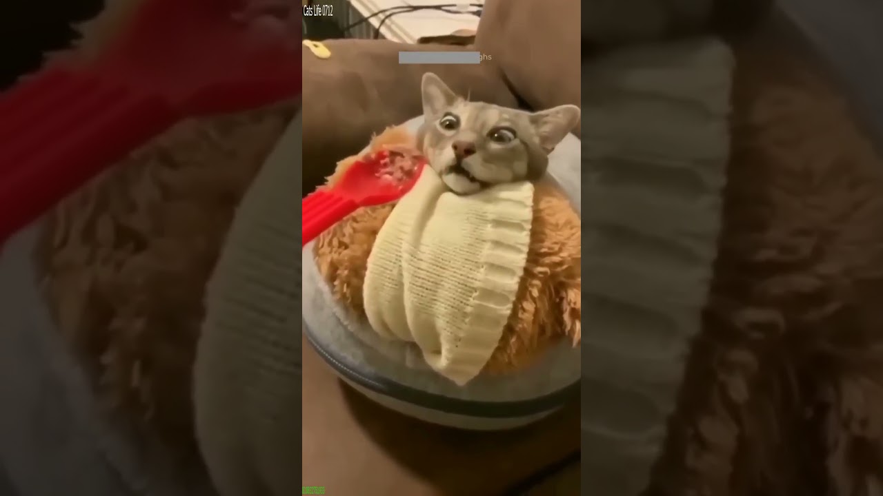 Cute Kittens 🐱 Cat videos Compilation 🐱 # Ep 8266