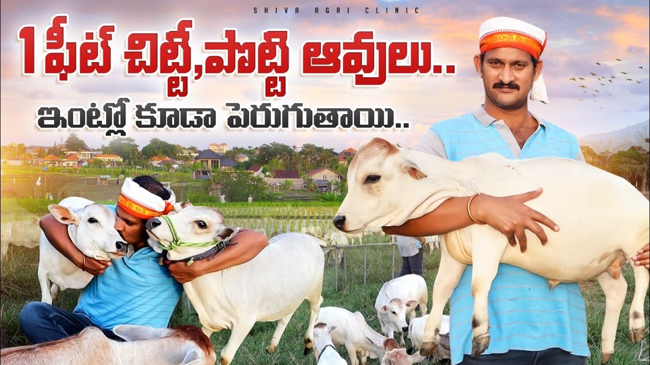 Miniature Cows Farm | పొట్టి ఆవుల ఫార్మ్ | 1ft Mini Cows | Shortest Punganuru Cows |Shiva Agriclinic