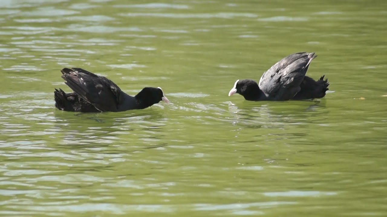 Coot Fight - Blesshuhn Kampf
