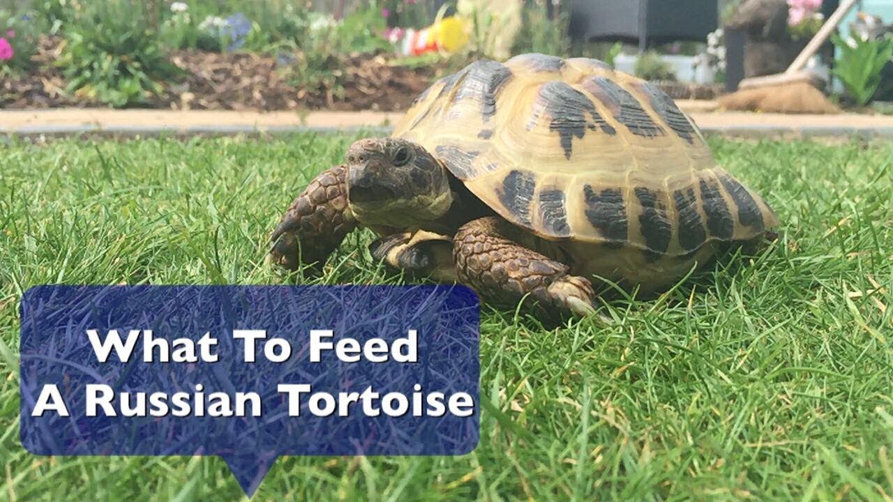 What To Feed A Russian Tortoise