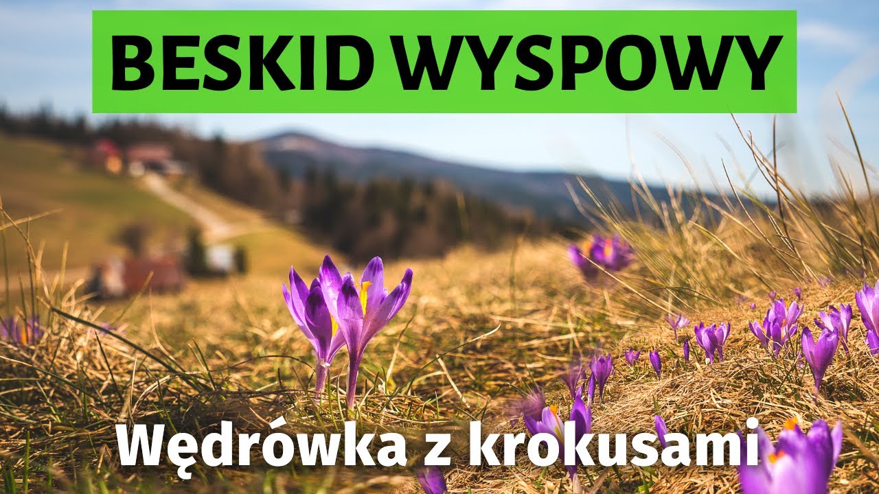 Gdzie rosną KROKUSY poza Tatrami? 🌷Wędrówka dachem BESKIDU WYSPOWEGO 🐑