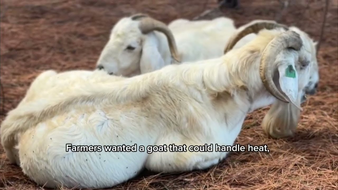 Why Savannah Goats Are the Future of Farming