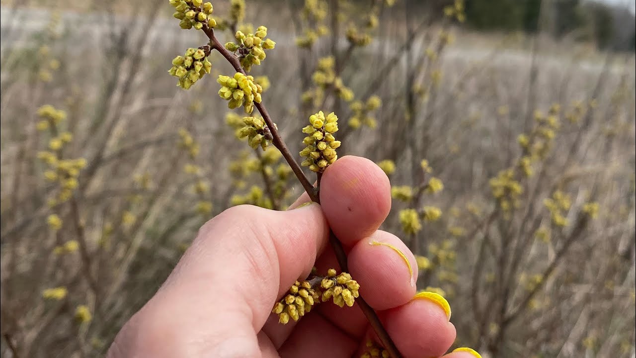 Fragrant Sumac~Problem Solver
