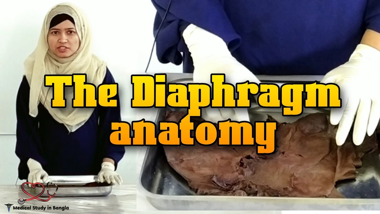 The Diaphragm anatomy in bangla | Medical Study in Bangla
