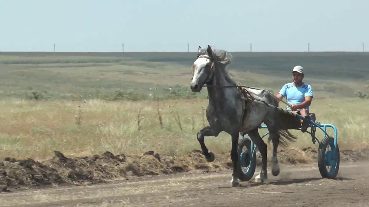 Бега в Твардице 2016