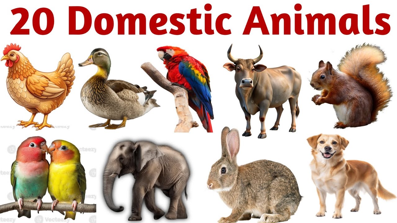 जंगली जानवरों के नाम l 20 Wild Animals Name for Kids l Learn Animal Name in English  Hindi with fact