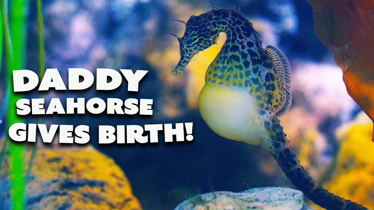 Witnessing the Spectacle of Seahorse Dad Giving Birth | Nature Bites