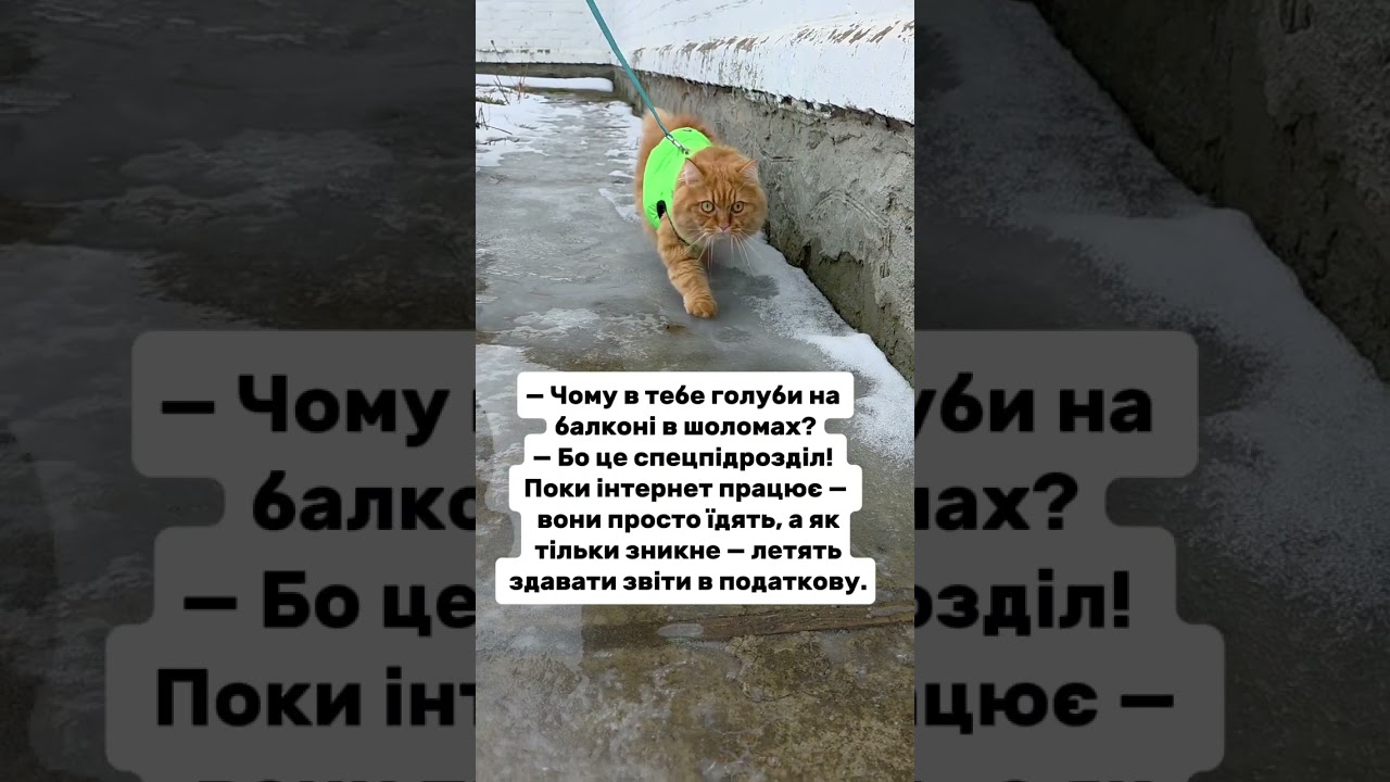 Спецподразделение #юморукраина #веселыевидео #китблогер #войнаукраине #шутки на украинском #cat #...