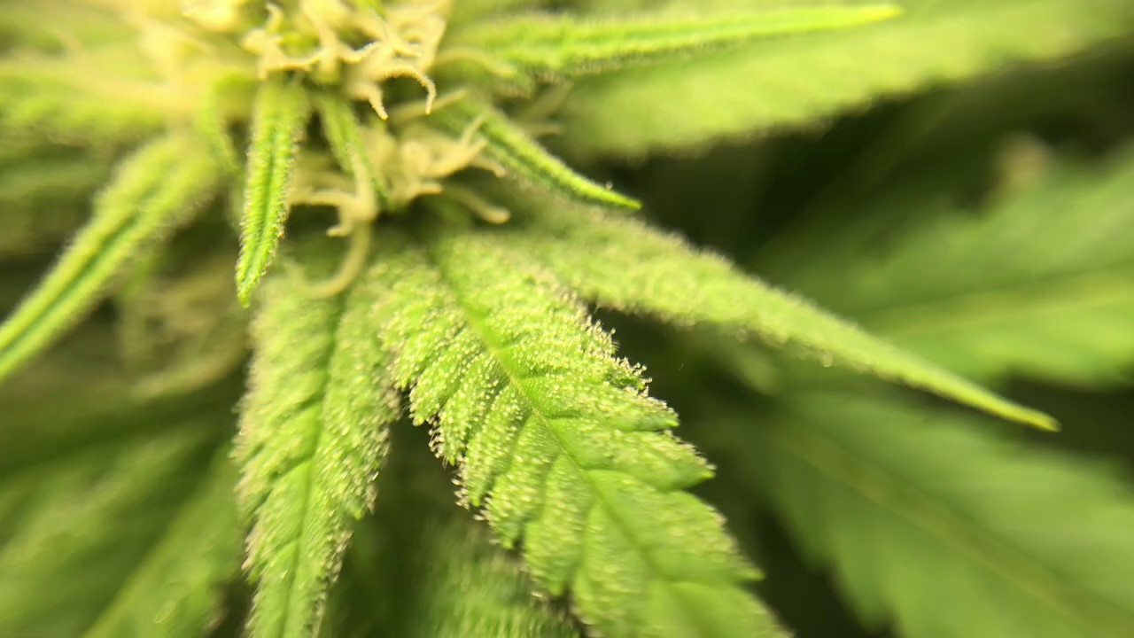 Macro Lens Video of Green Crack Trichomes.