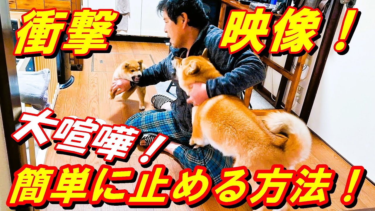 柴犬子犬が３日目で大喧嘩！争いをこのように止めることが出来る！【閲覧注意】