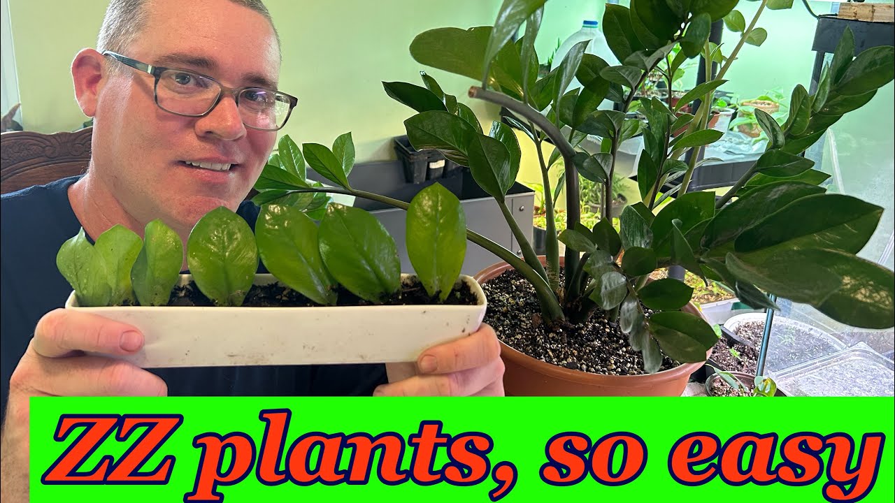 Propagate ZZ plants from leaf cuttings