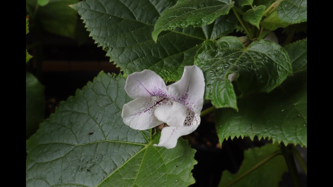 Dzień 214 - 2 pąki z kwiatami - Paulownia Super Hybrid OxyTree Drzewo Tlenowe